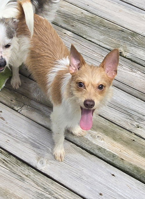Rambler, an adoptable Terrier in Columbus, IN