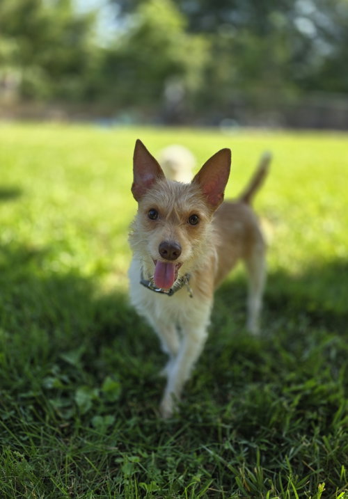 Rambler, an adoptable Jack Russell Terrier in Columbus, IN