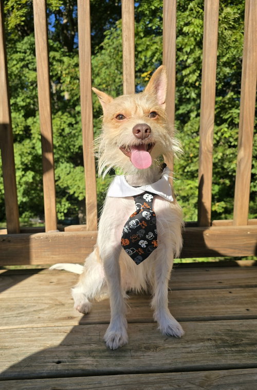 Rambler, a dog for adoption from Community Animal Rescue Effort (CARE)
