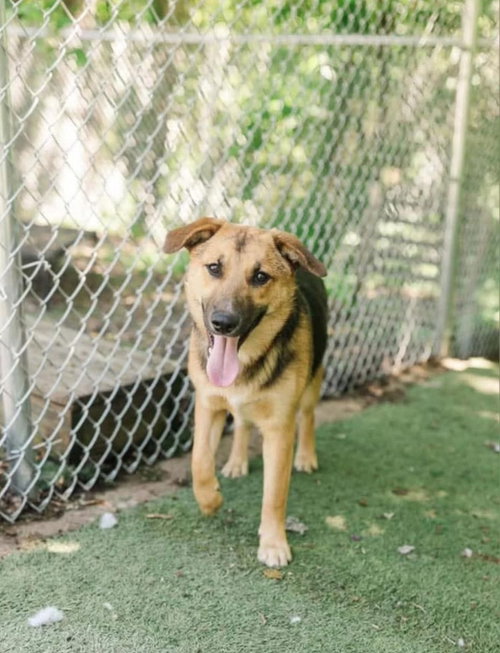 Duchess, an adoptable German Shepherd Dog in Columbus, IN
