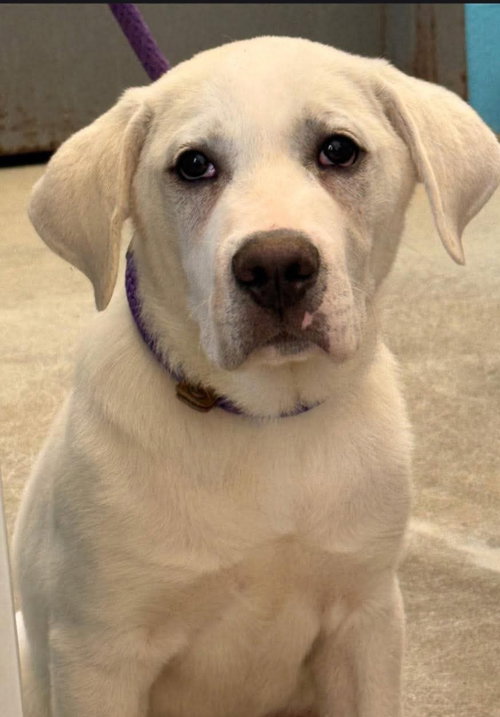 Marley, an adoptable Labrador Retriever in Columbus, IN