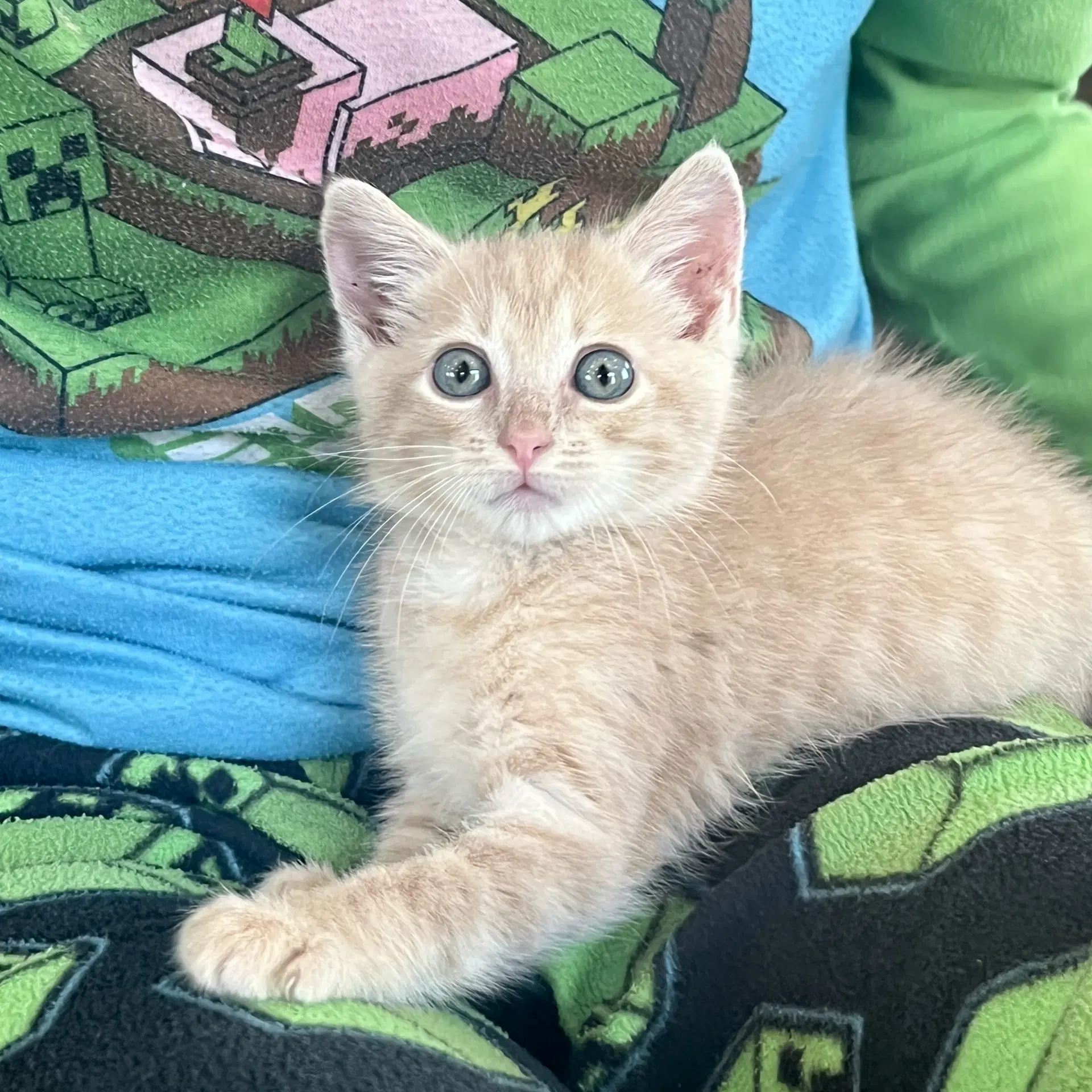 Jeff - Domestic Short Hair