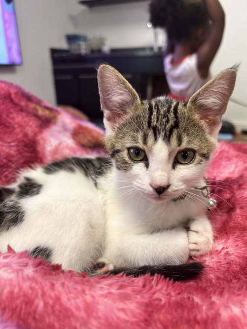 Kuzco, an adoptable Domestic Short Hair in Columbus, IN
