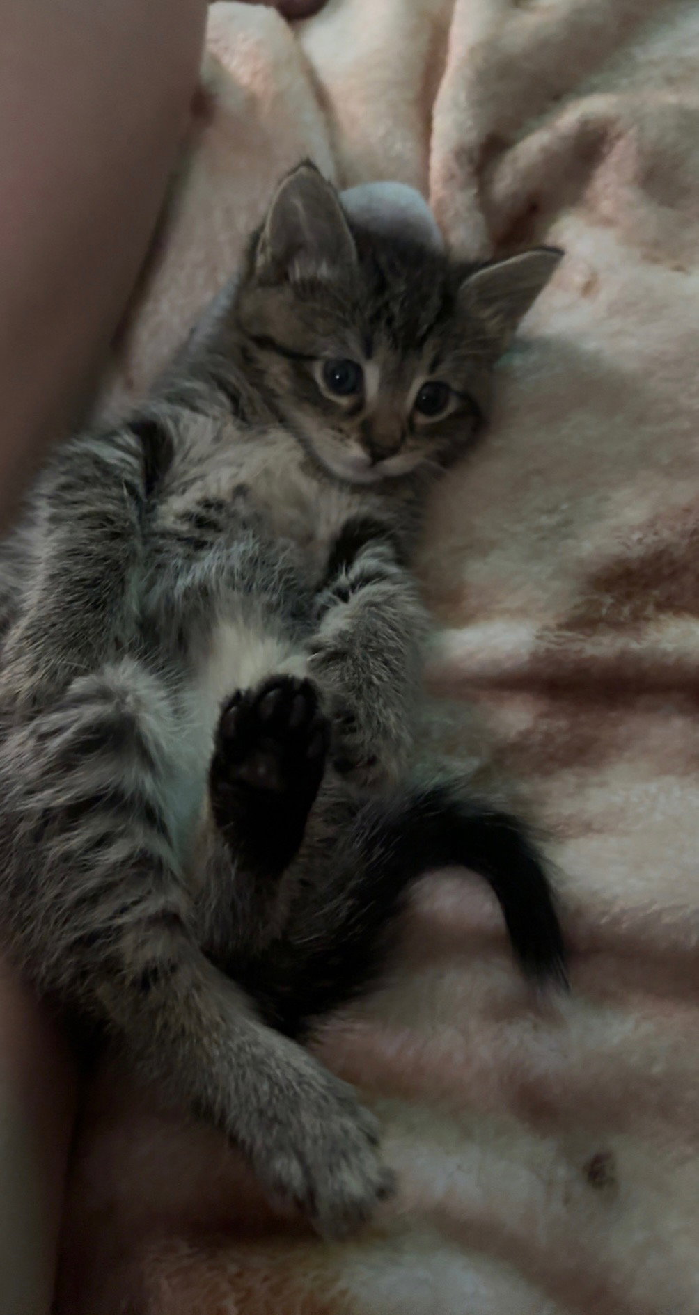 Willow
