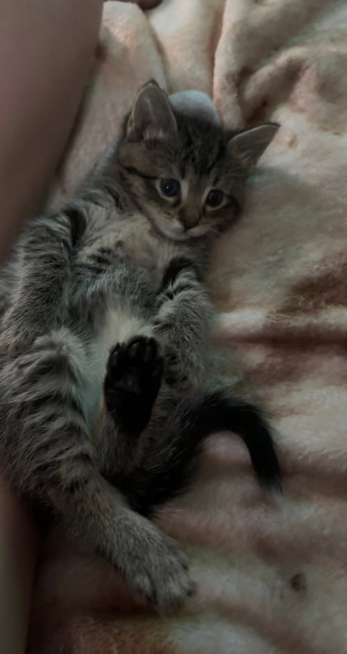 Willow