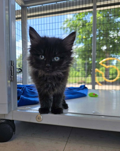 Sokka