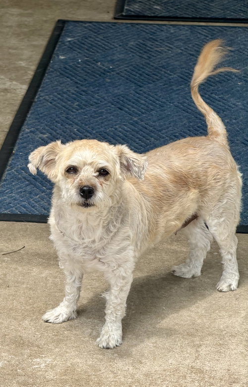 Cinnamon, an adoptable Havanese in Columbus, IN