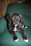 Barney