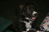Barney
