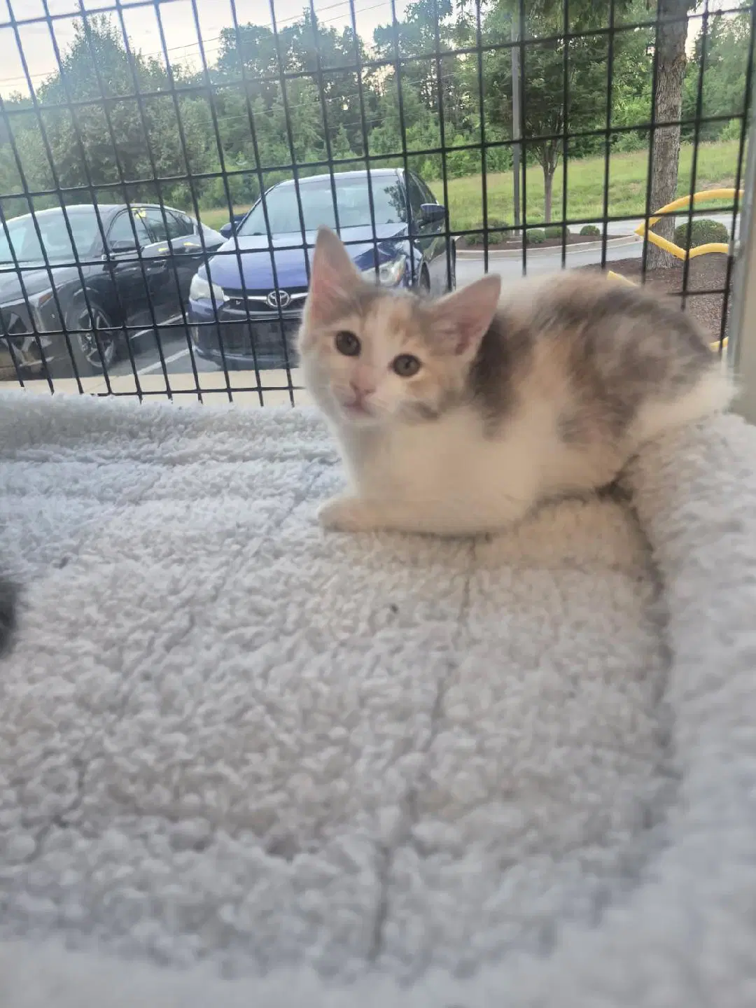 Yams - Domestic Medium Hair