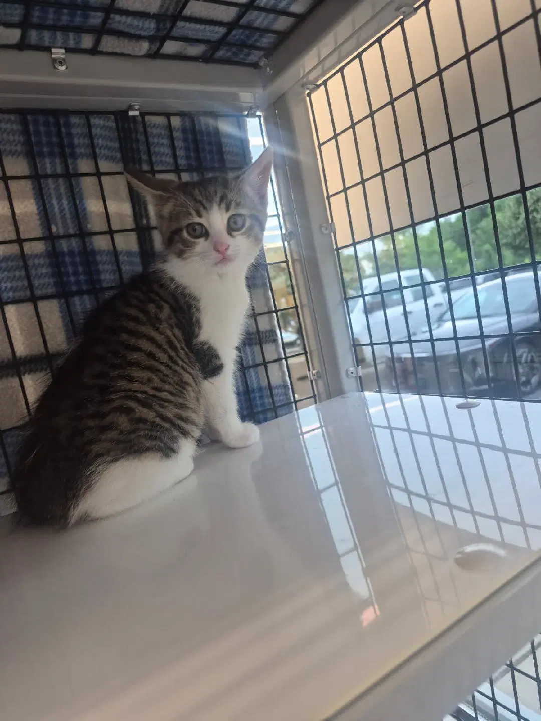Idaho - Domestic Medium Hair