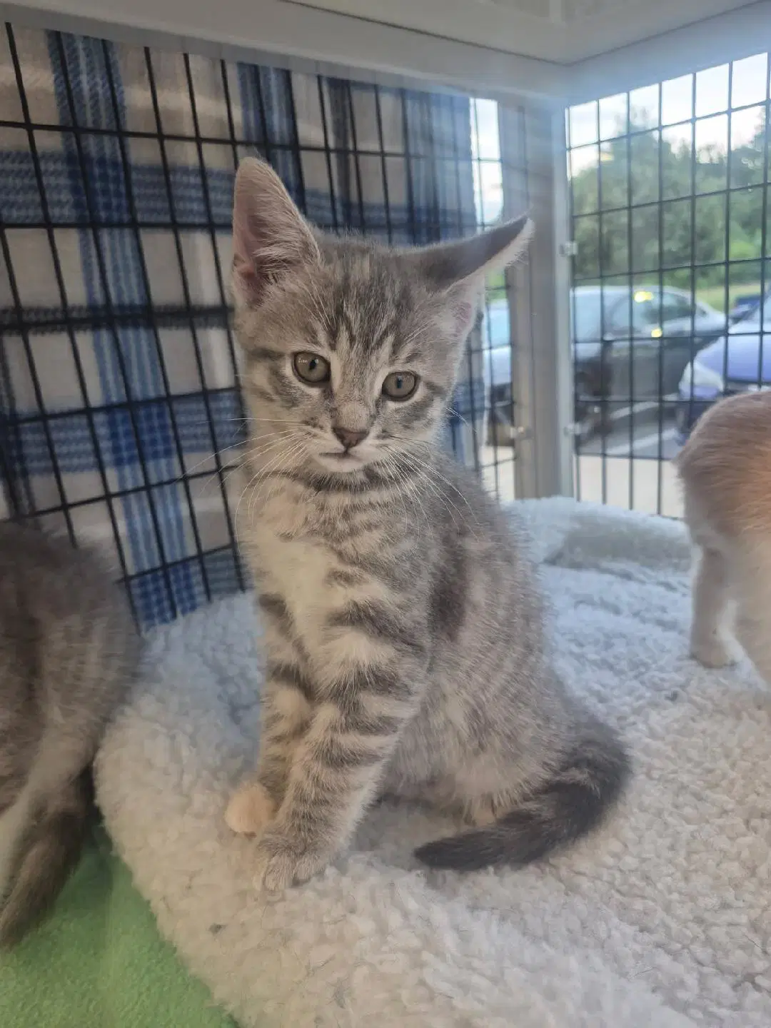 Blue - Domestic Medium Hair