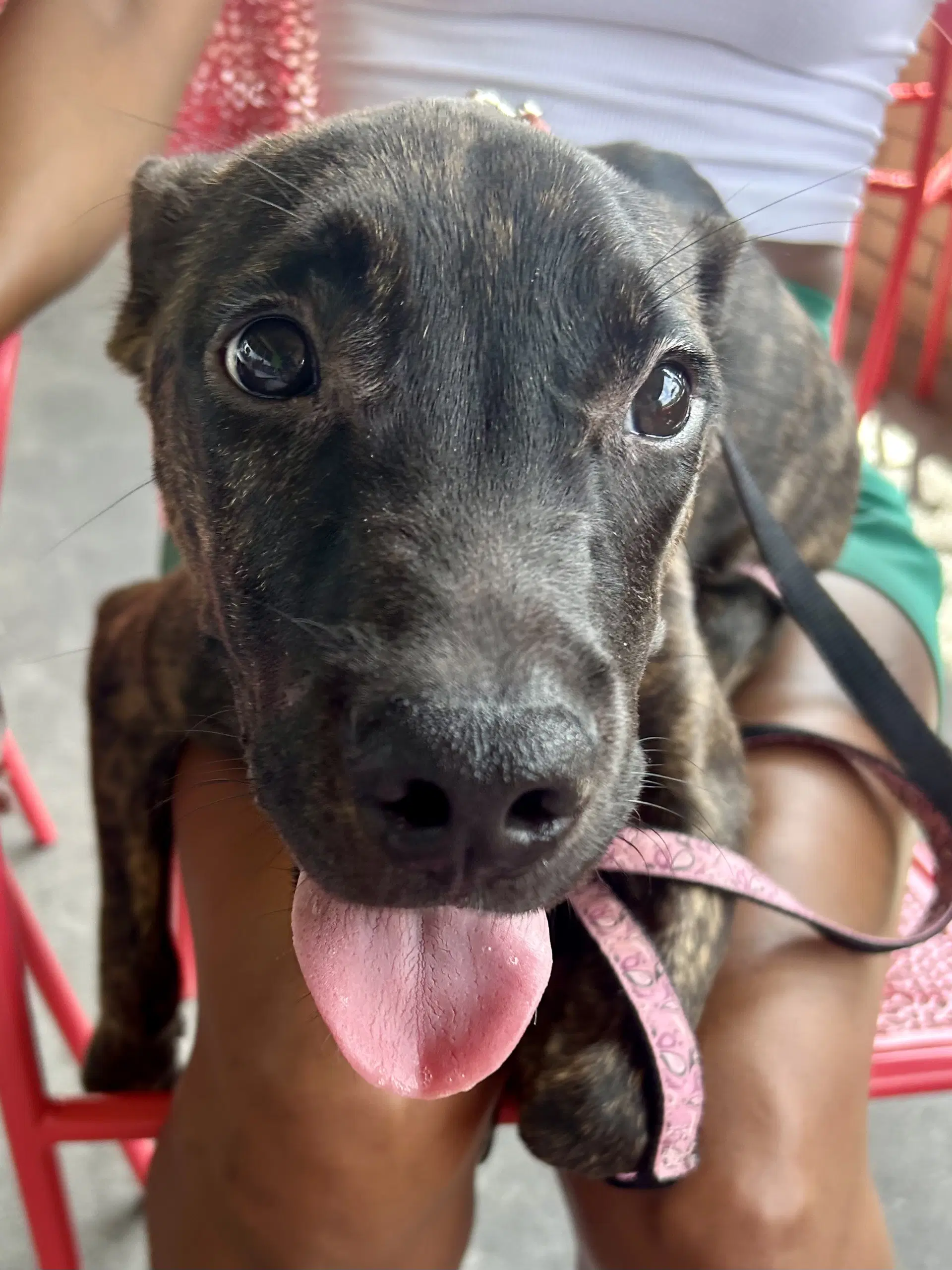 Zuri - Terrier