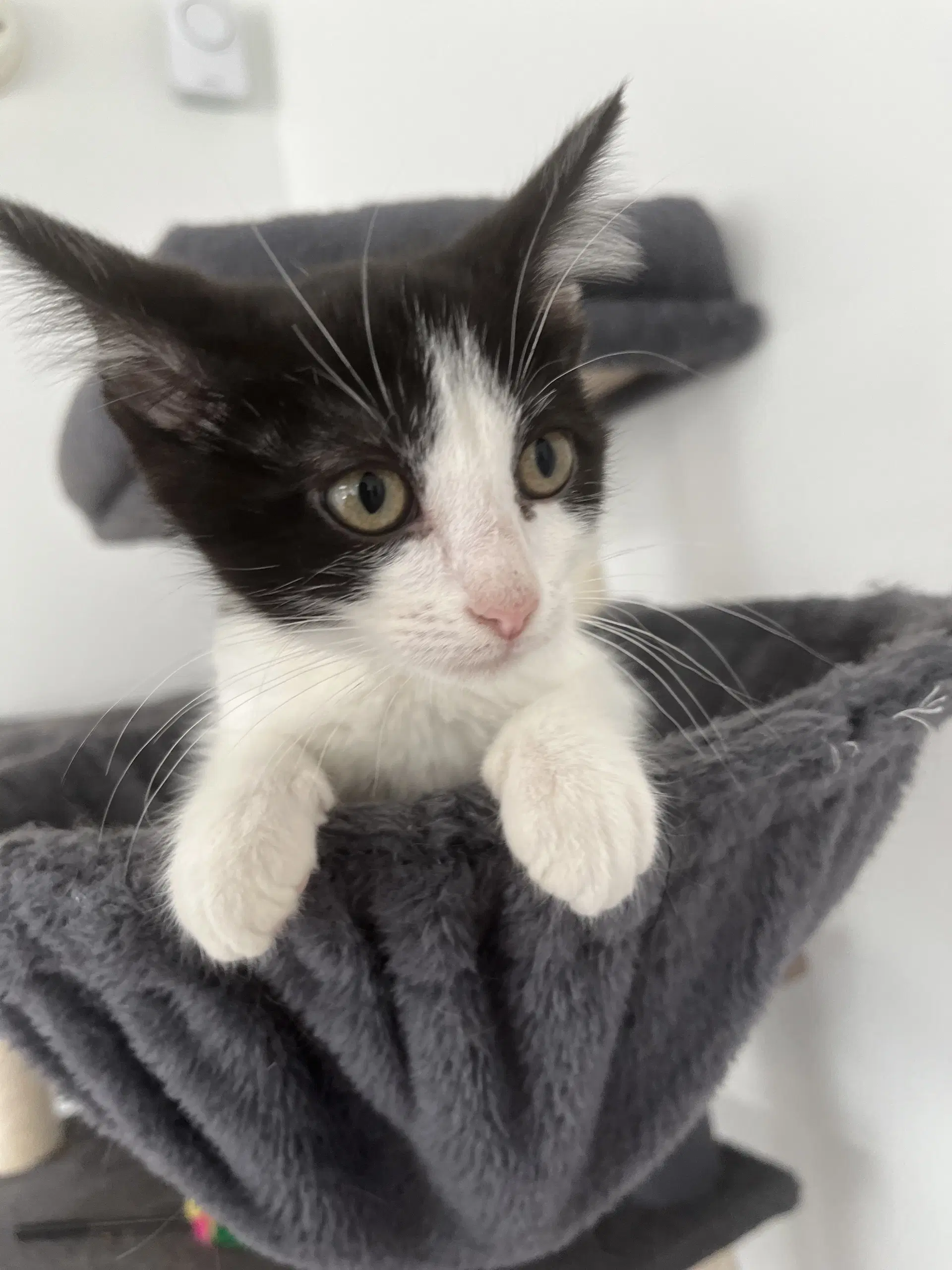 Violet - Domestic Medium Hair