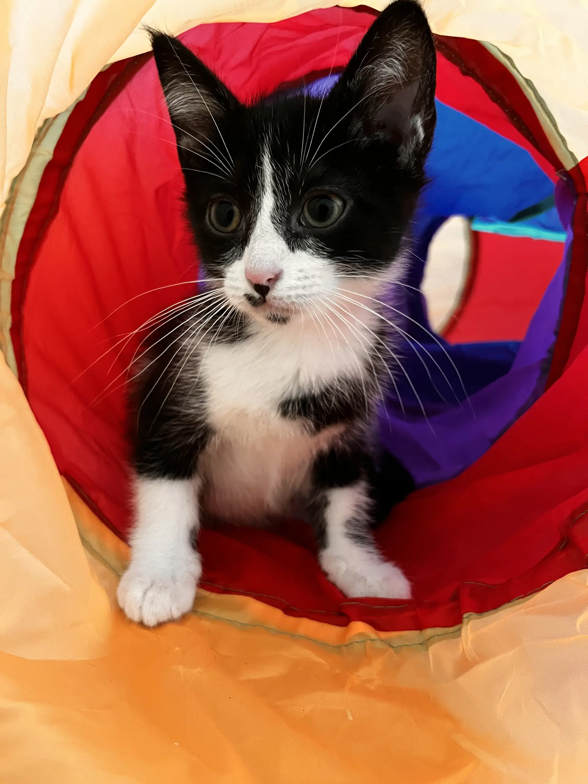Goose - Domestic Medium Hair