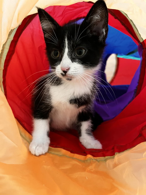 picture of the cat needing adoption
