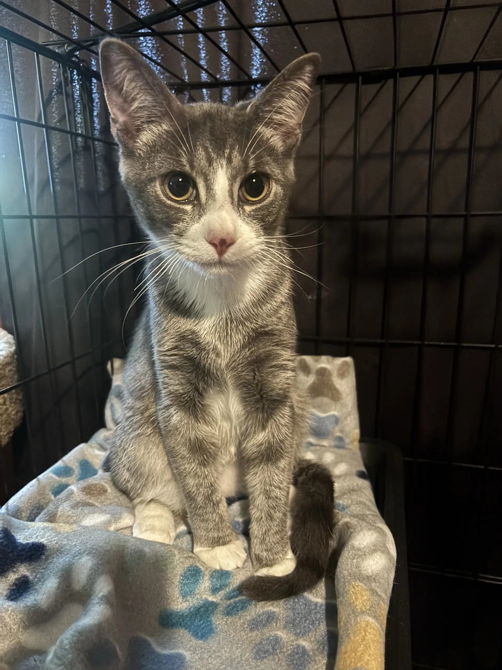 Smokey - Domestic Short Hair