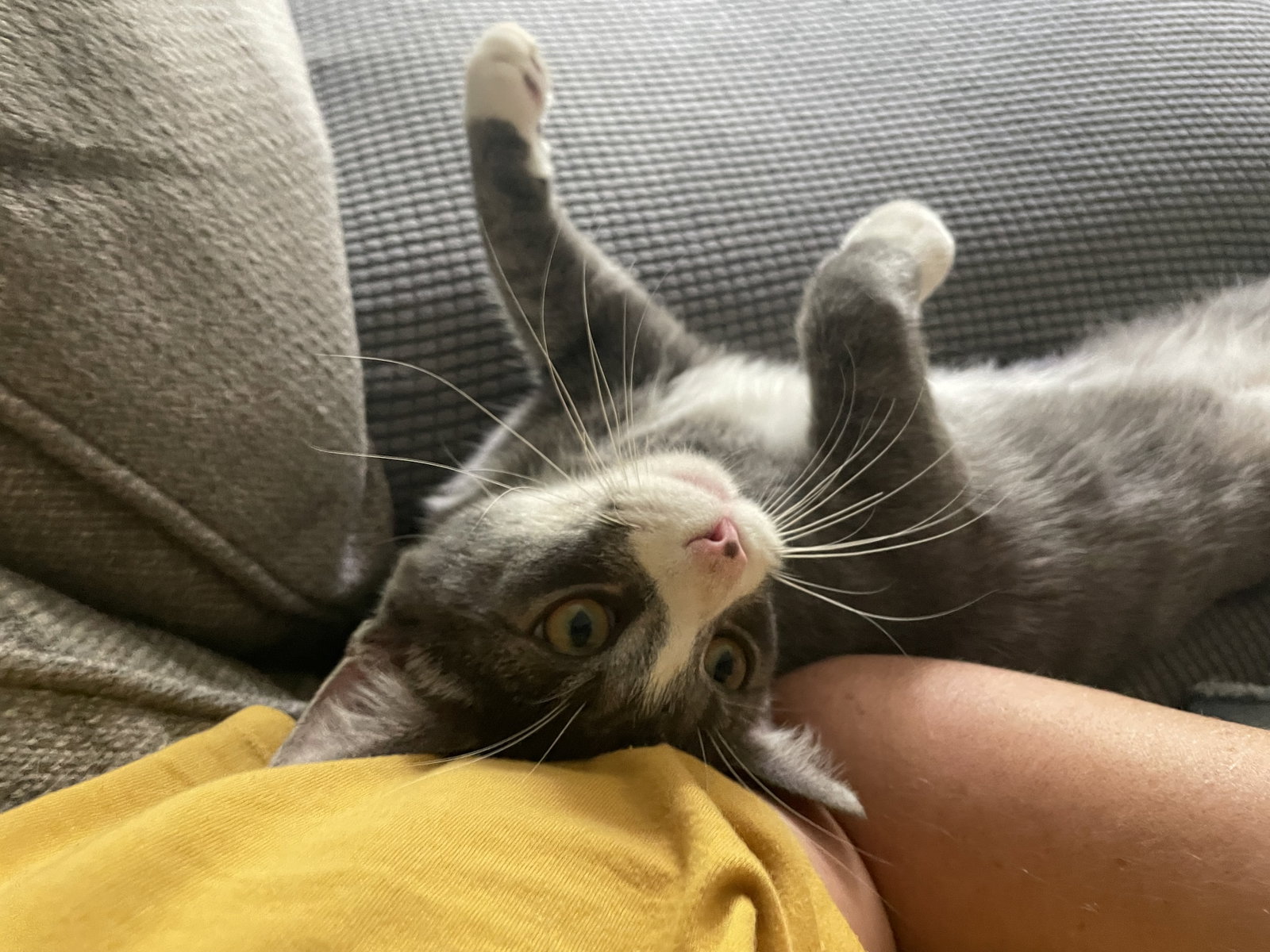 Smokey, photo 3