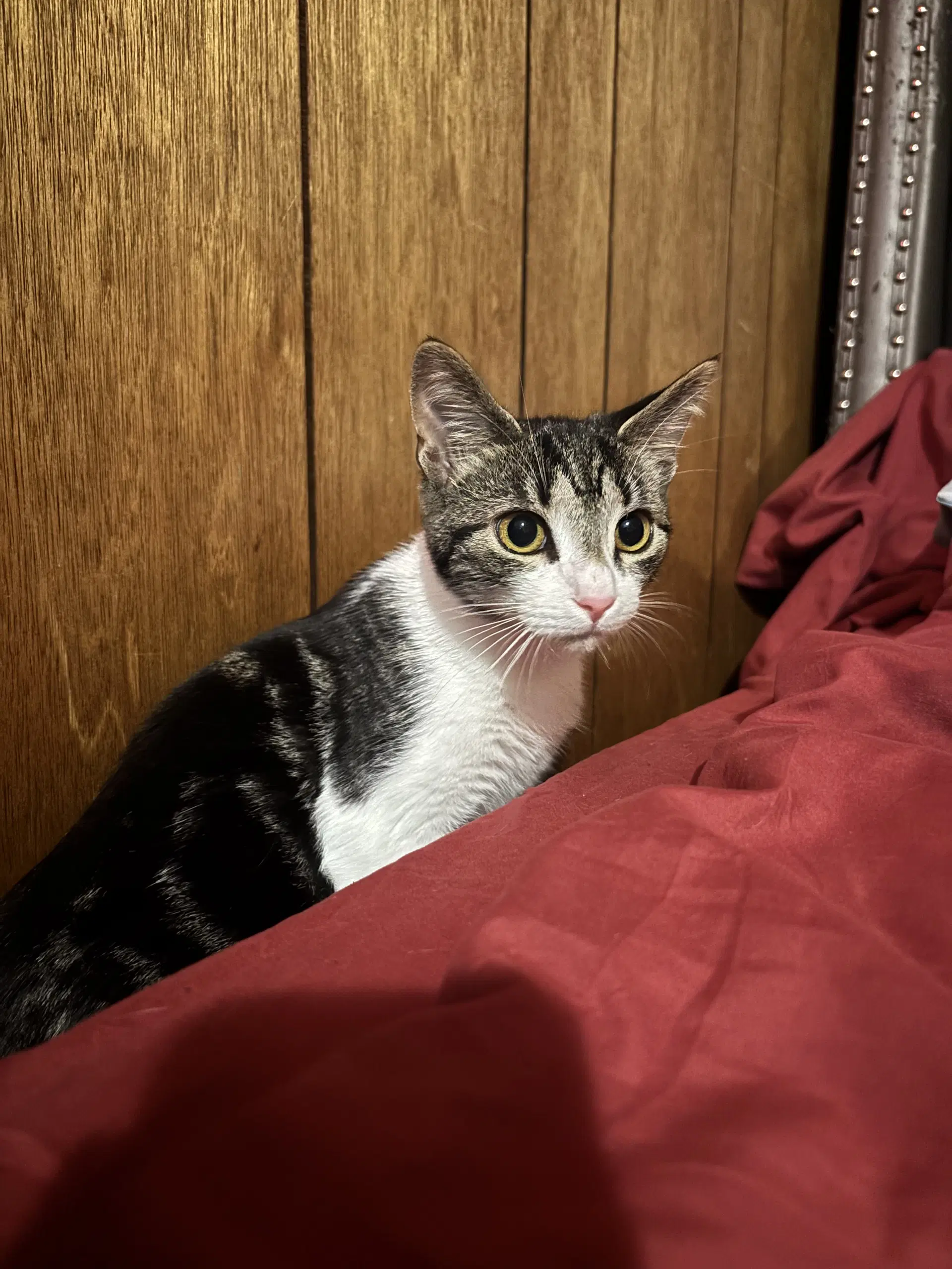 Luna - Domestic Short Hair