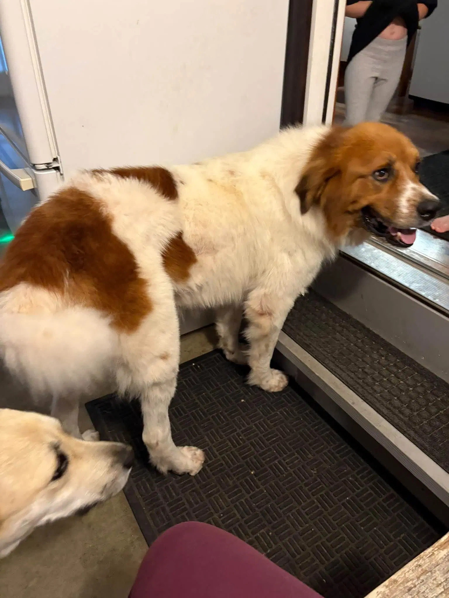 Olaf - Great Pyrenees