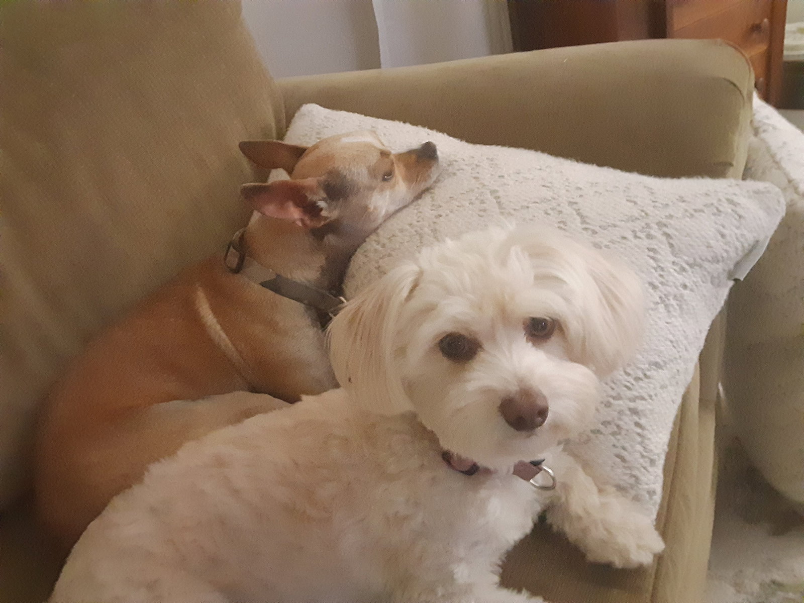 Buffy and Tina, Maltese