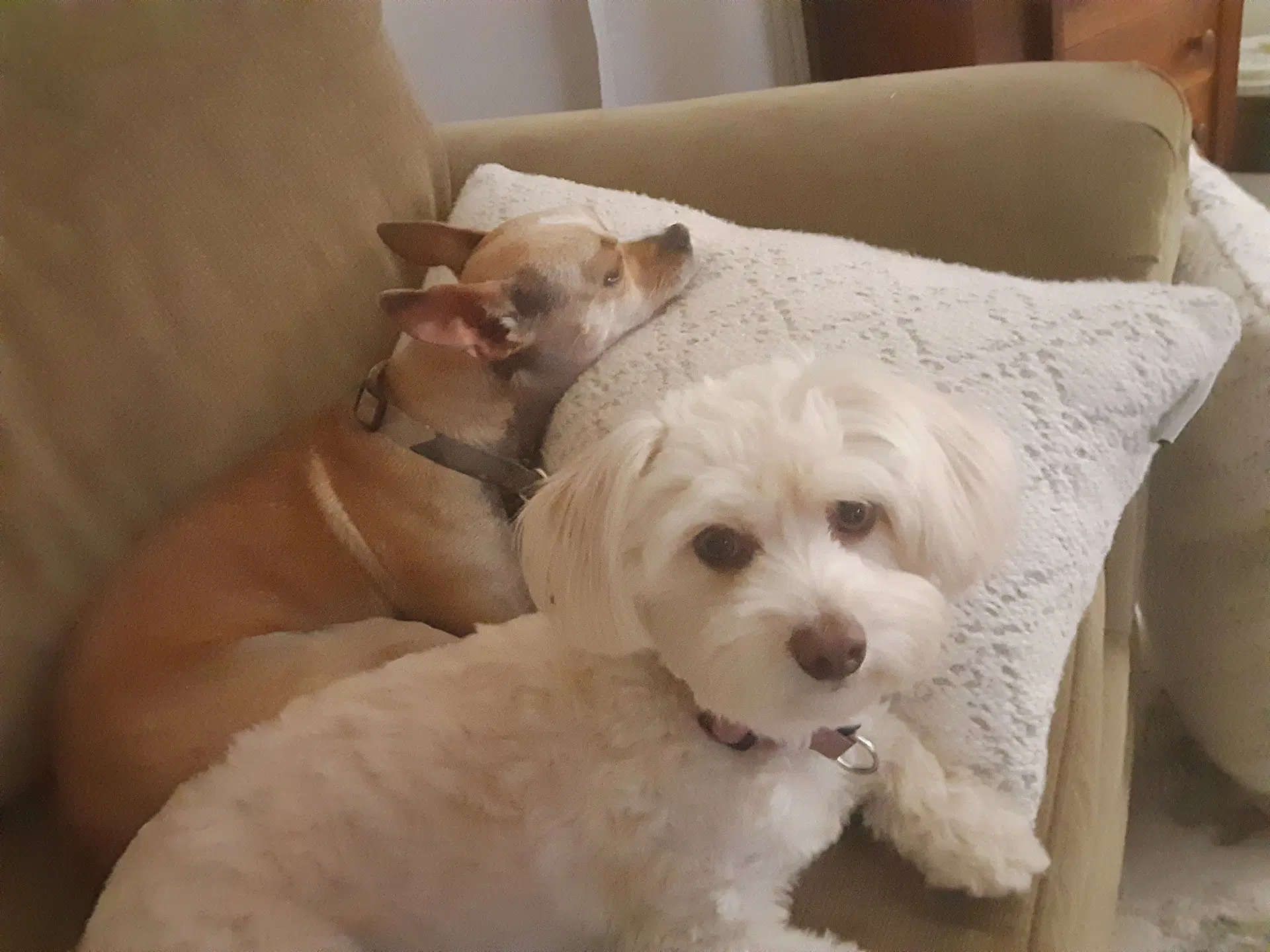 Buffy And Tina - Maltese