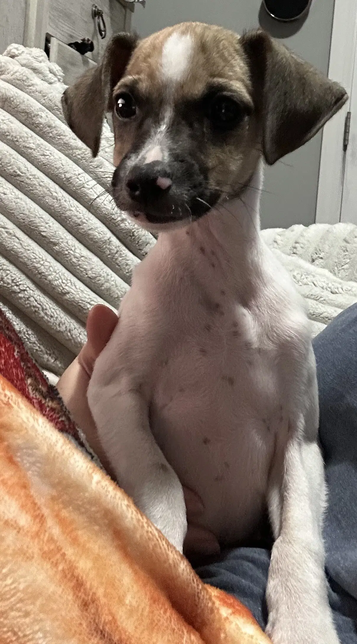 Rusty - Terrier