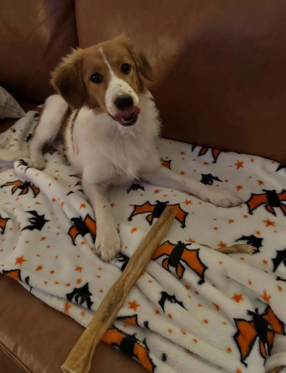 Lola - Australian Shepherd