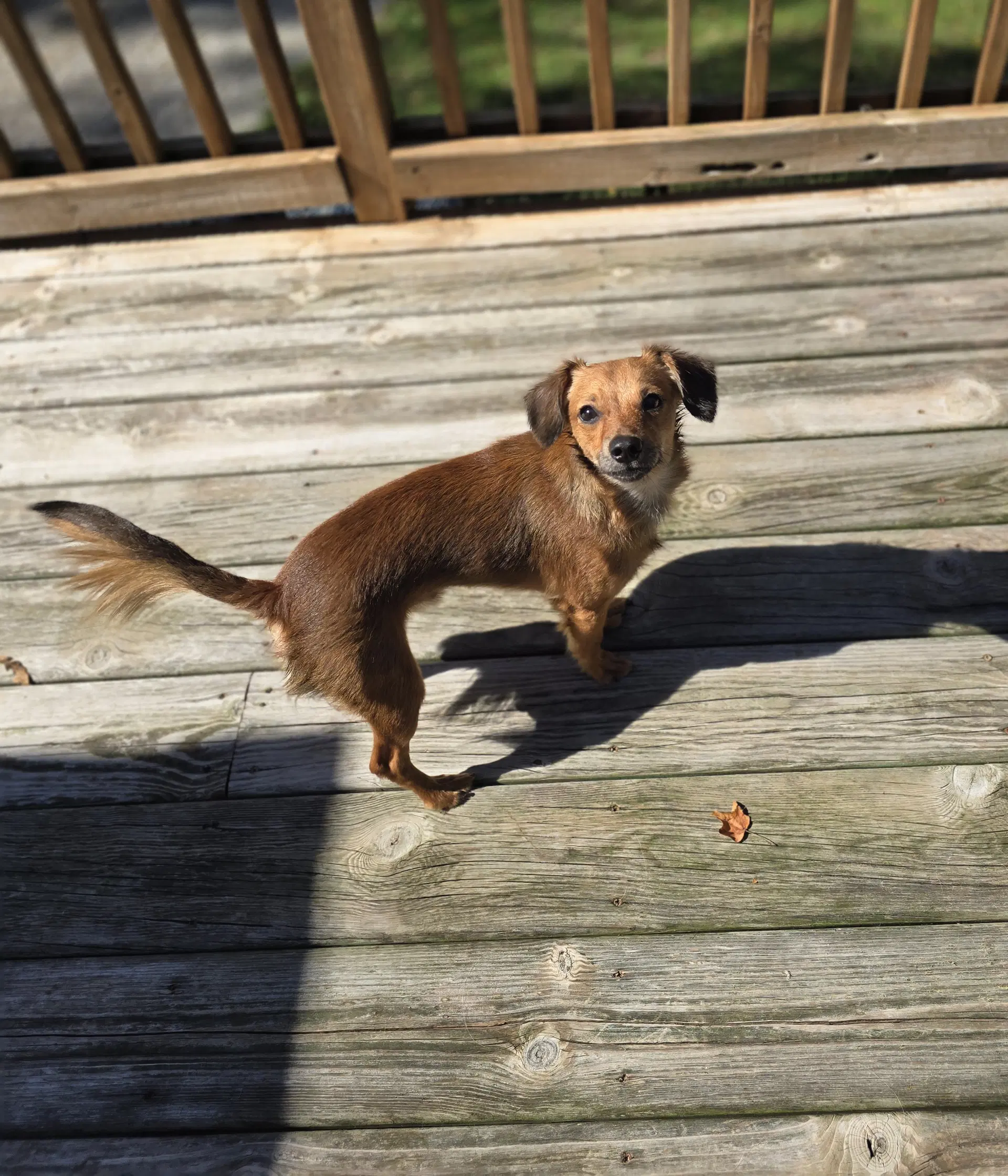 Papa Papi - Dachshund