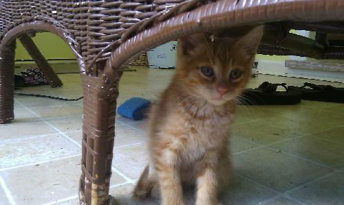 WHISKUS