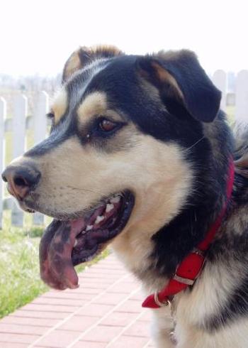 BEAR ADOPTED