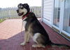 BEAR ADOPTED