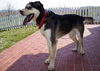 BEAR ADOPTED