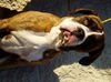Lennox