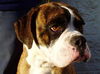 Lennox