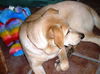 Wilson