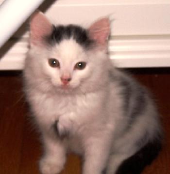 Eli