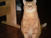 Bartleby