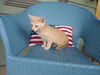 Lenny