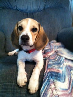 MAGGIE