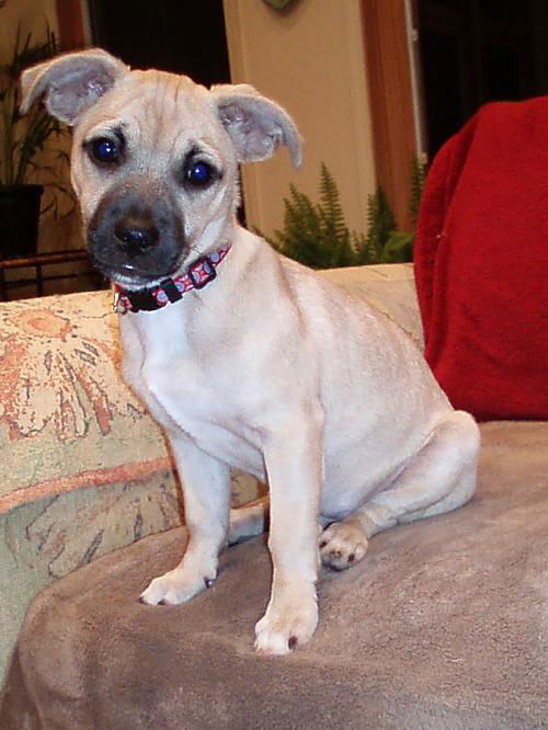 Barklee