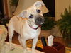 Barklee