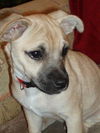 Barklee