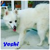Yoshi of Miami, FL