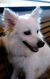 Sugar of Kissimmee, FL