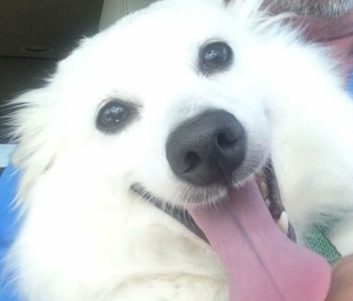 Sugar of Kissimmee, FL