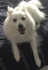 Koda of Boca Raton, FL