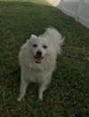 Koda of Boca Raton, FL