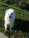 Koda of Boca Raton, FL