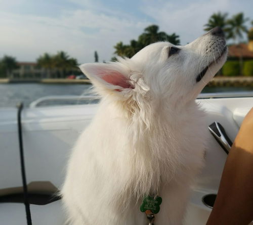 Koda of Boca Raton, FL
